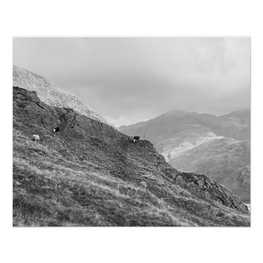 Herdwick Sheep on Lakeland Fellsポスター ポスター (正面)