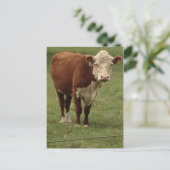 Hereford牛は挨拶します ポストカード (スタンド正面)