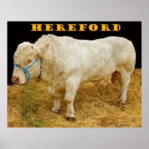 hereford ポスター