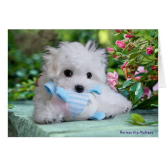 Hermesマルタのバースデー・カード