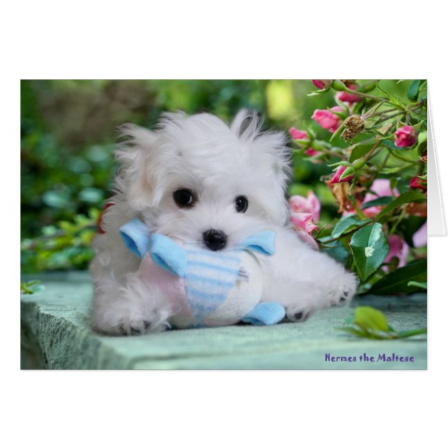 Hermesマルタのバースデー・カード (正面横)