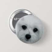 Hermesマルチーズ 缶バッジ (正面&裏面)