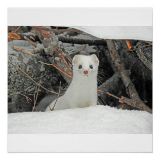 Hermine Blanche ポスター