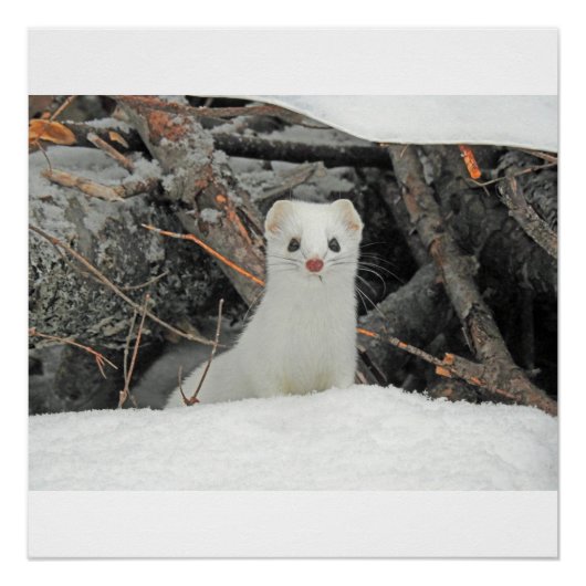 Hermine Blanche ポスター (正面)