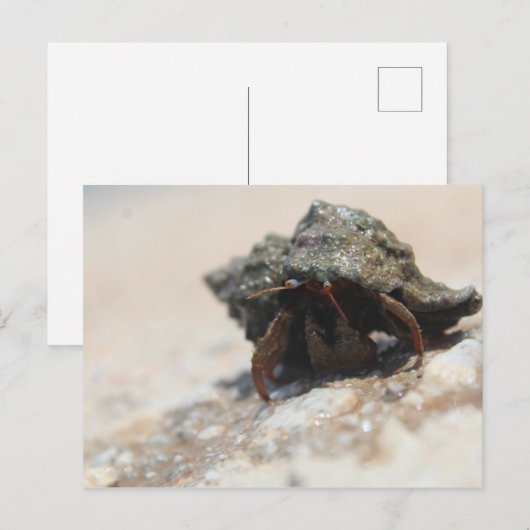 Hermit Crab写真印刷 ポストカード (正面/裏面)