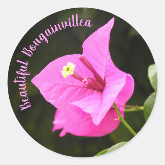 Hermosa Bugambilia ラウンドシール (正面)
