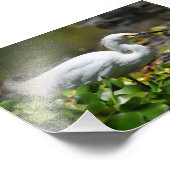 Hermosa garza blanca フォトプリント            (角)