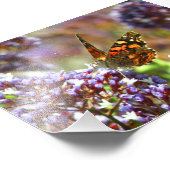 Hermosa Mariposa polinizando flores フォトプリント (角)