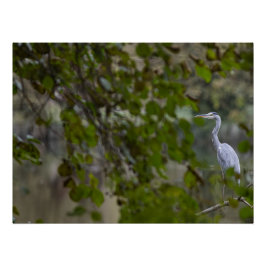 Héron cendré ポスター