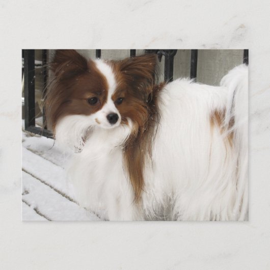 Hersheyのキスの英雄の犬小屋の商品 ポストカード (正面)