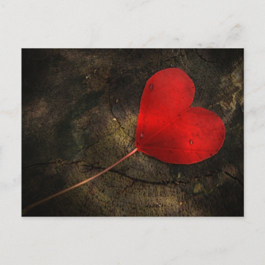 Herzblatt ポストカード (正面)