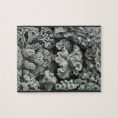 Hexacoralla 69 -エルンスト・ヘッケル8x10 ジグソーパズル (横)