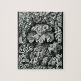 Hexacoralla 69 -エルンスト・ヘッケル8x10 ジグソーパズル