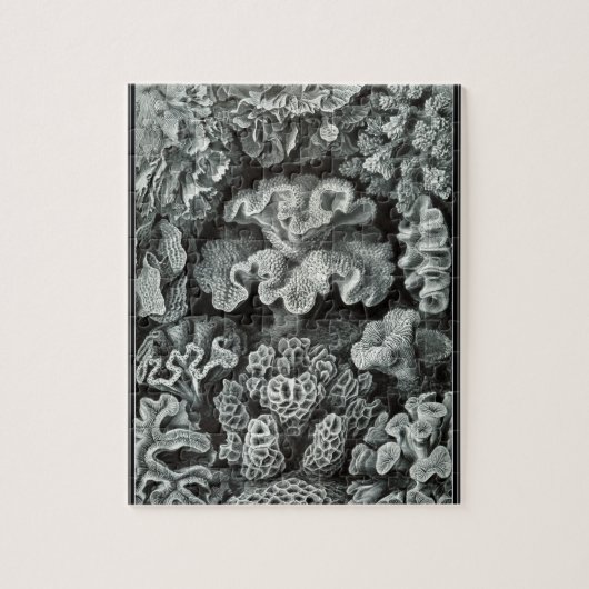 Hexacoralla 69 -エルンスト・ヘッケル8x10 ジグソーパズル (縦)
