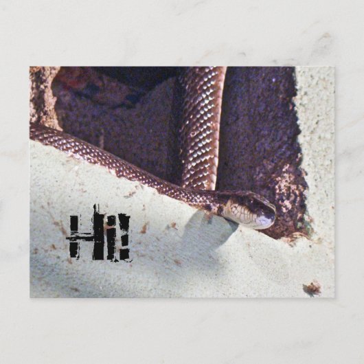 Hi - Black Snake in the Basement ポストカード (正面)