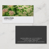 Hi-Phi - 0244 - Sedum "Autumn Joy" 名刺 (正面/裏面)