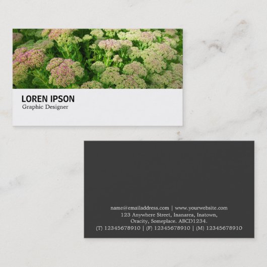 Hi-Phi - 0244 - Sedum "Autumn Joy" 名刺 (正面/裏面)