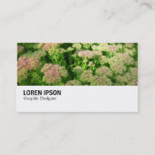 Hi-Phi - 0244 - Sedum "Autumn Joy" 名刺 (正面)