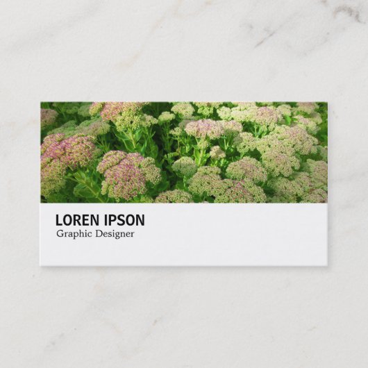 Hi-Phi - 0244 - Sedum "Autumn Joy" 名刺 (正面)