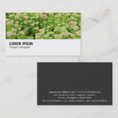 Hi-Phi - 0311 - Sedum (Autumn Joy) 名刺 (正面/裏面)