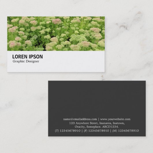 Hi-Phi - 0311 - Sedum (Autumn Joy) 名刺 (正面/裏面)