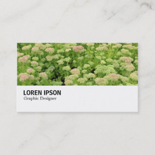 Hi-Phi - 0311 - Sedum (Autumn Joy) 名刺