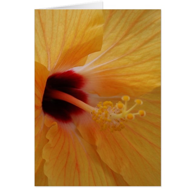 Hibiscus61 (正面)