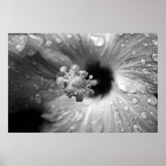 Hibiscus ポスター
