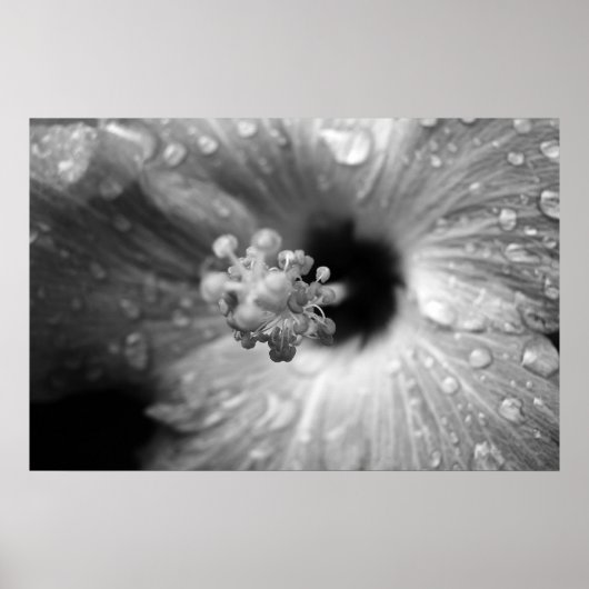 Hibiscus ポスター (正面)