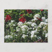 Hibiscus And Phlox Flower Garden Personalized ポストカード (正面)