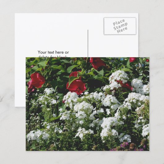 Hibiscus And Phlox Flower Garden Personalized ポストカード (正面/裏面)