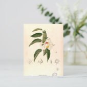 Hibiscus campylosiphon, c.1880 ポストカード (スタンド正面)