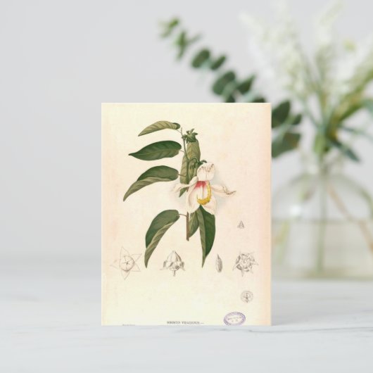 Hibiscus campylosiphon, c.1880 ポストカード (スタンド正面)