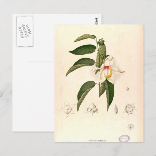 Hibiscus campylosiphon, c.1880 ポストカード (正面/裏面)