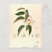 Hibiscus campylosiphon, c.1880 ポストカード (正面)