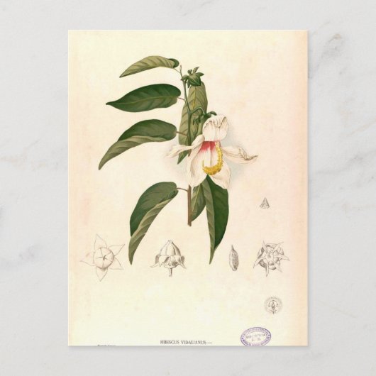 Hibiscus campylosiphon, c.1880 ポストカード (正面)