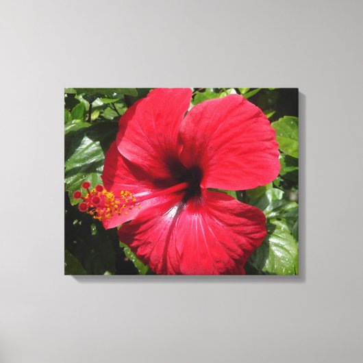 Hibiscus in weinrot キャンバスプリント (正面)