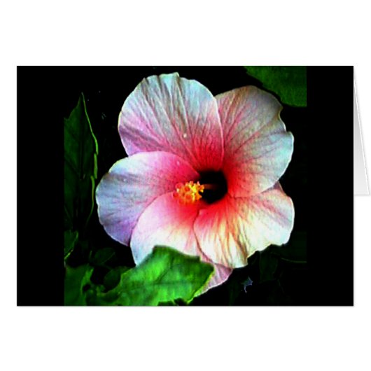 Hibiscus jGibney The Museum Zazzle (正面横)