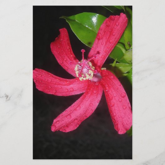 hibiscus rouge 便箋 (正面)