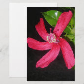 hibiscus rouge 便箋 (正面/裏面)
