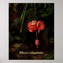 Hibiscus schizopetalus – ランタ日本のン ポスター