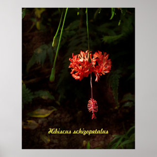 Hibiscus schizopetalus – ランタ日本のン ポスター