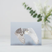 Hibou Harfang des neiges ポストカード (スタンド正面)