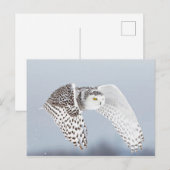 Hibou Harfang des neiges ポストカード (正面/裏面)