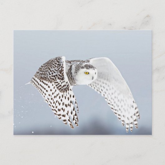 Hibou Harfang des neiges ポストカード (正面)