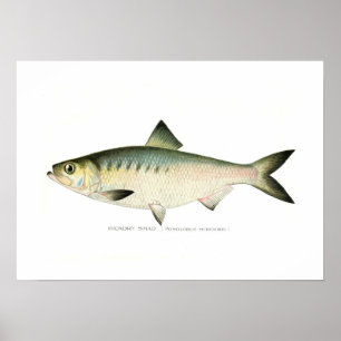 Hickory Shad ポスター