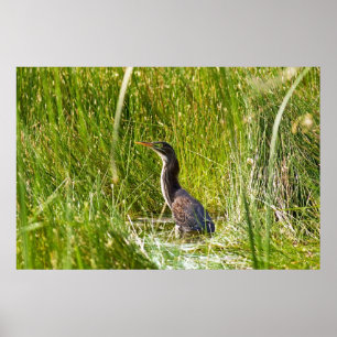 "Hidden Heron" (Landscape) ポスター