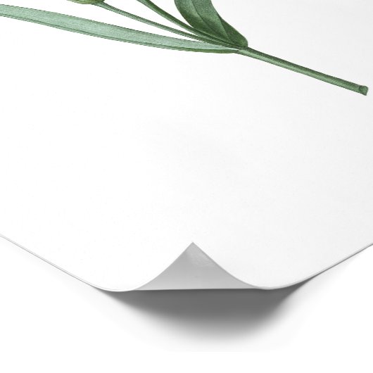 HIGHEST QUALITY Botanical print of Carnation ポスター (角)