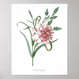HIGHEST QUALITY Botanical print of Carnation ポスター