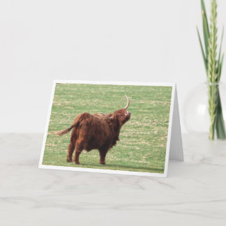 Highland cow Birthday card サンキューカード